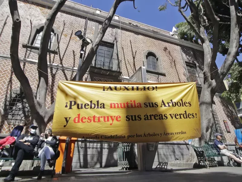 Ayuntamiento de Puebla confirma poda irregular a árboles de la 8 Oriente.