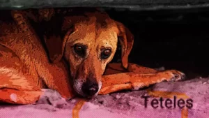 Continúa envenenamiento de perros en Teteles; red de ayuda animal sospecha de normalistas