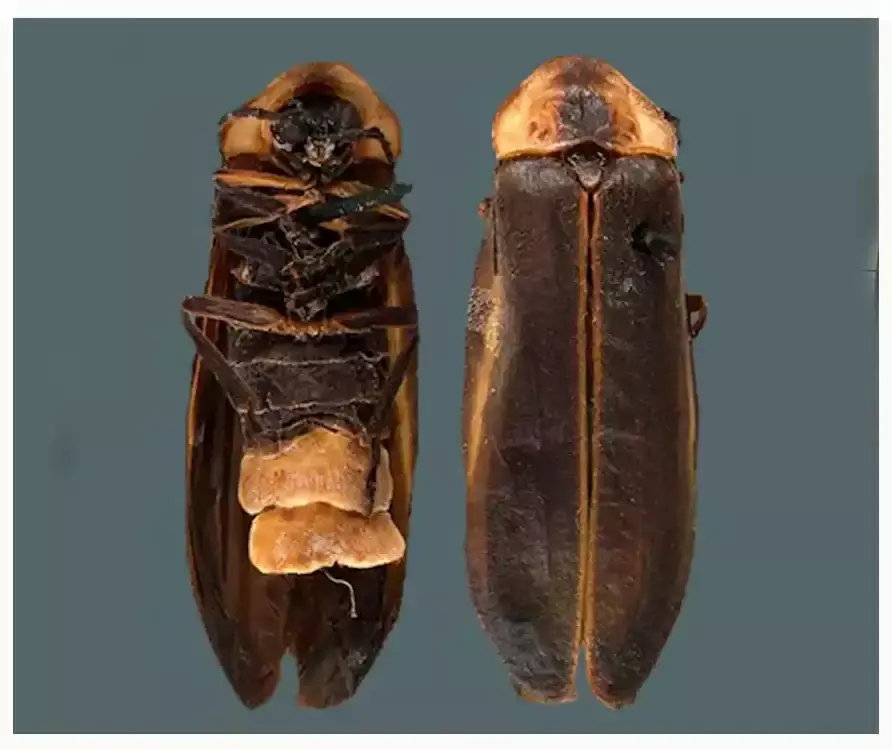 UNAM descubre nueva especie de luciérnaga y la nombra Guillermo del Toro