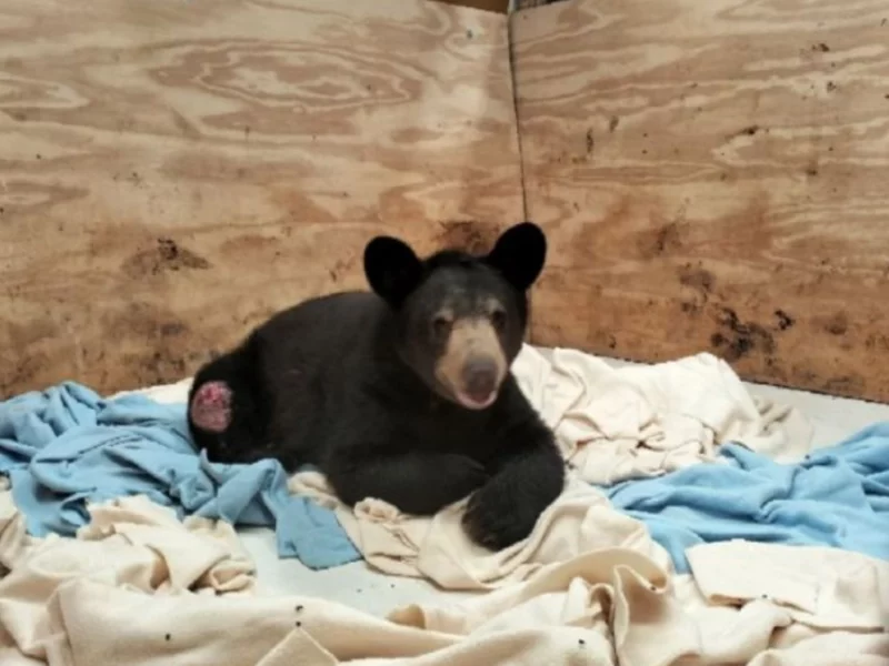 Ursus, el oso herido en Nuevo León encuentra esperanza de vida en Hidalgo.