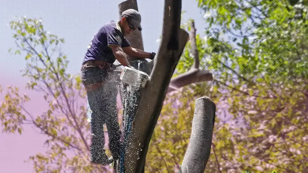 Medio Ambiente municipal derribará seis árboles de la Recta a Cholula
