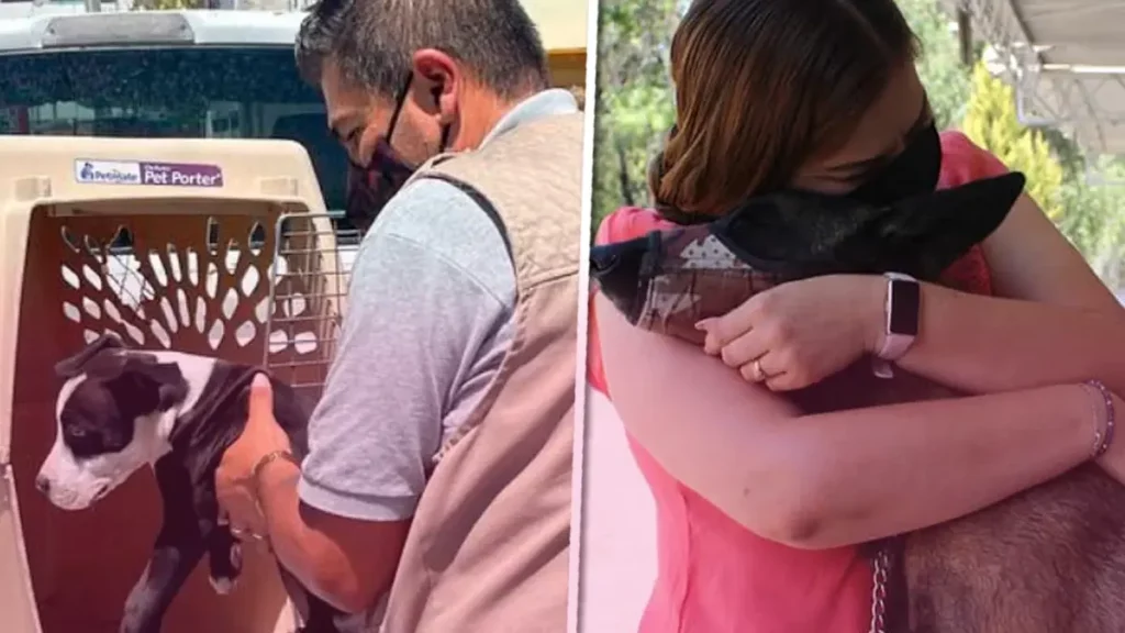 De 120 perros rescatados, solo dos son adoptados en el municipio de Puebla