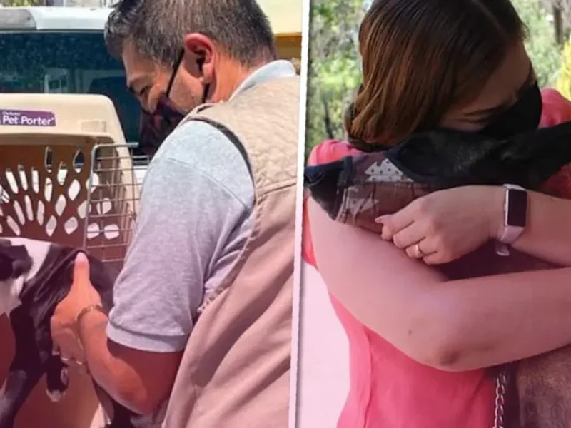 De 120 perros rescatados, solo dos son adoptados en el municipio de Puebla
