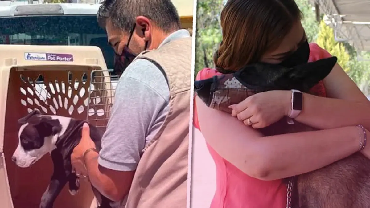 De 120 perros rescatados, solo dos son adoptados en el municipio de Puebla