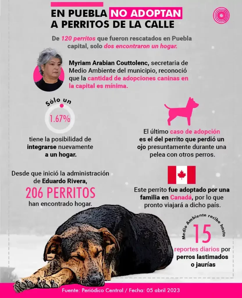 De 120 perros rescatados, solo dos son adoptados en el municipio de Puebla