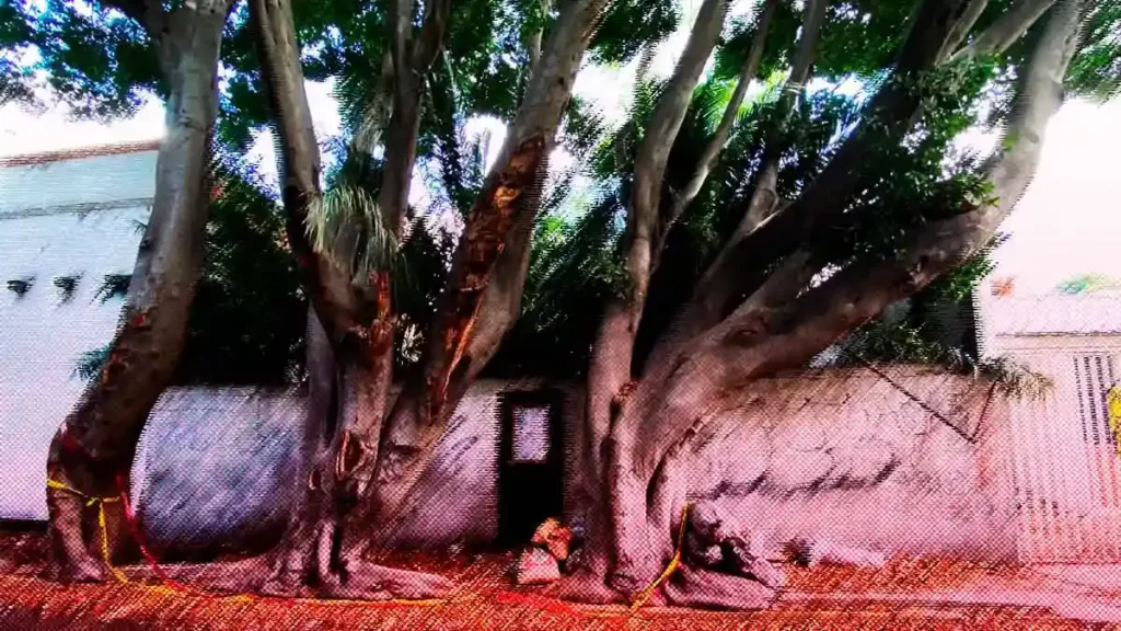 arboles-en-la-calle-3-poniente-en-Puebla-ponen-en-riesgo-a-transeuntes