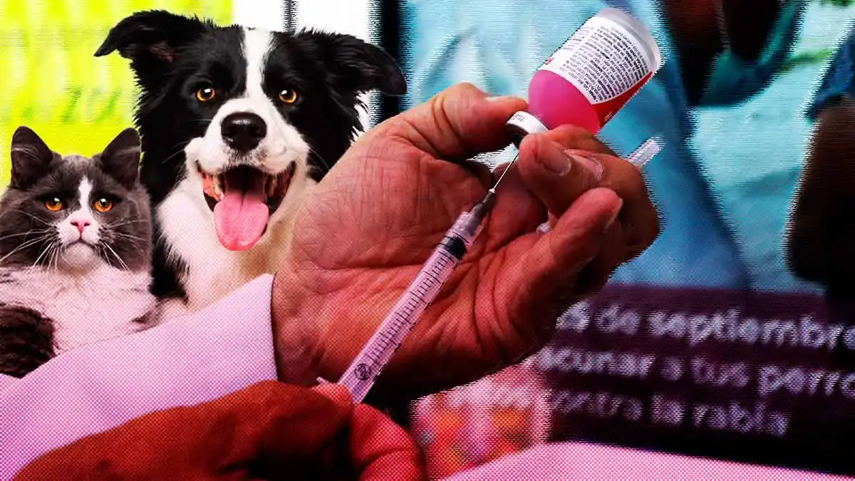 Puebla-tendr-jornadas-de-vacunas-antirrbicas-para-mascotas-de-manera-gratuita-y-permanente.