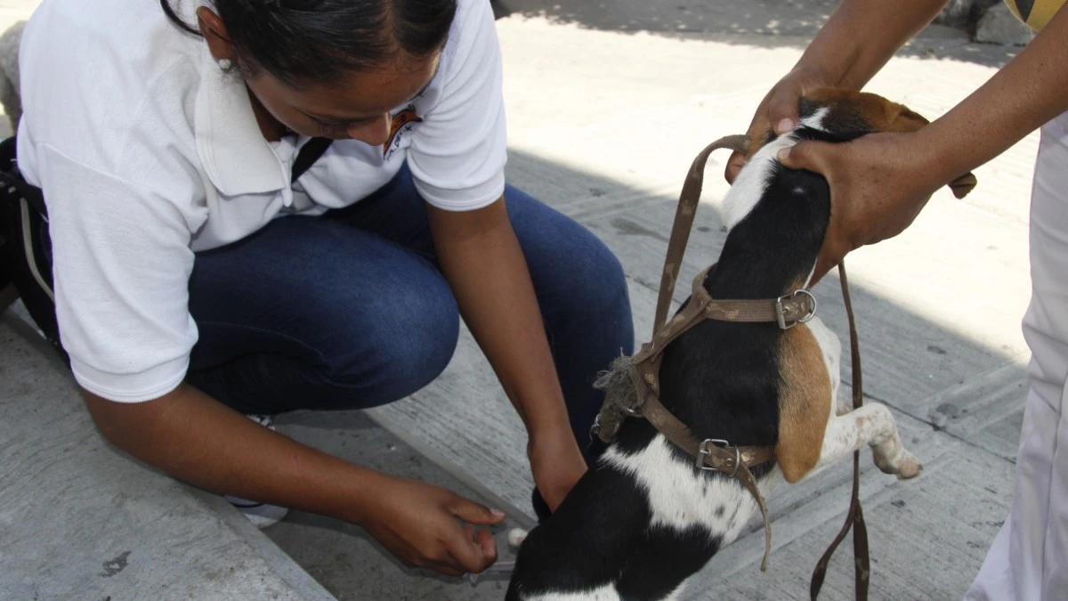 Ayuntamiento de Atlixco te invita a vacunar a tu lomito y michi contra la rabia.