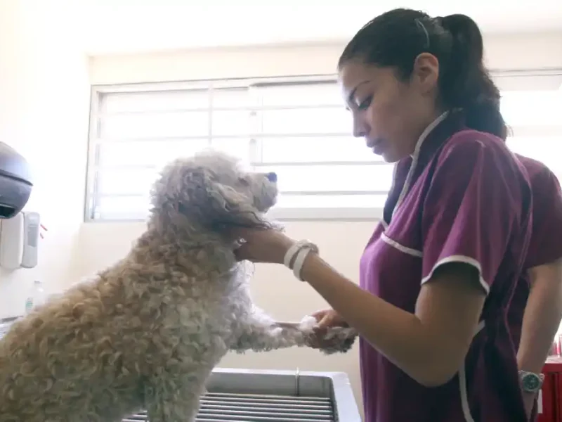 La Facultad de Medicina Veterinaria y Zootecnia de la BUAP celebra su 50 aniversario