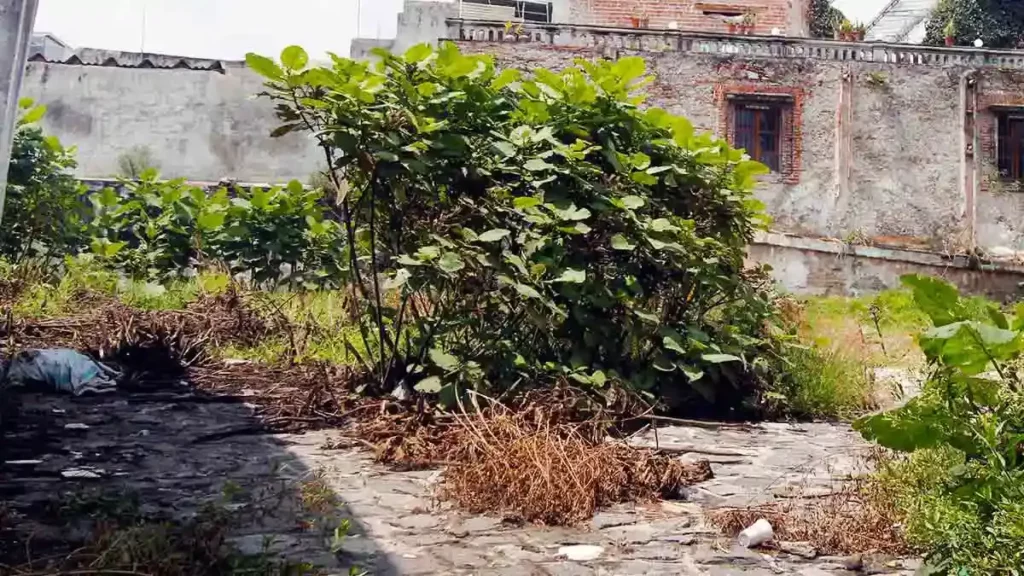 Limpian tiradero de animales muertos en San Andrés Cholula