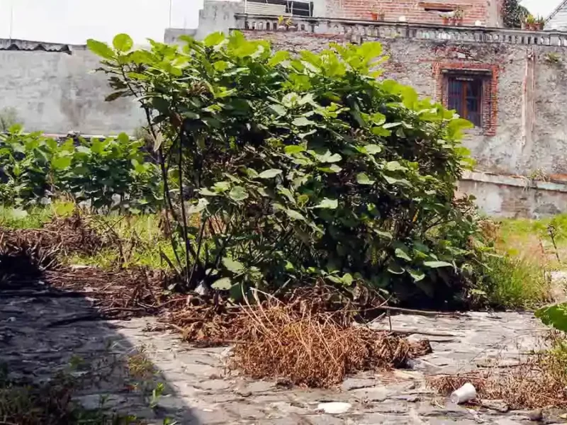 Limpian tiradero de animales muertos en San Andrés Cholula