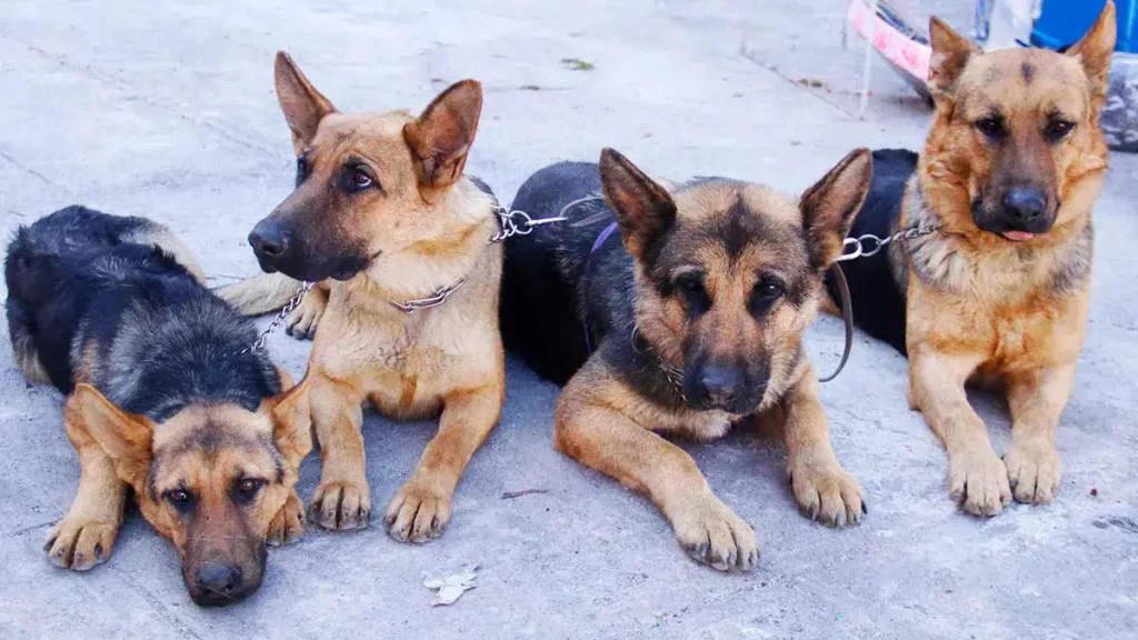 Podrían multar con más 2 mdp a dueños de mascotas que ataquen en Puebla