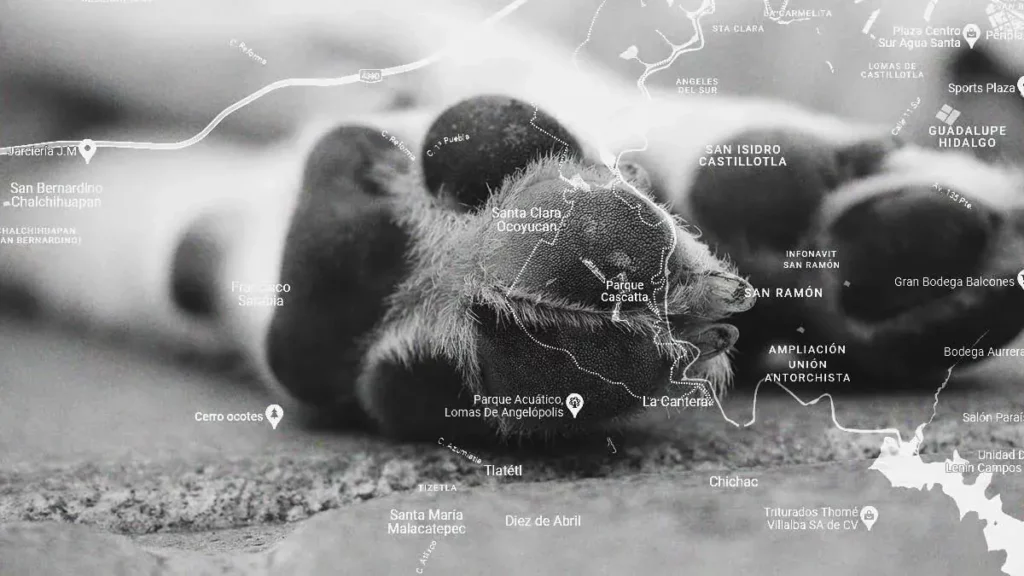 Dejan morir a un perro en la azotea de una casa en Lomas de Angelópolis