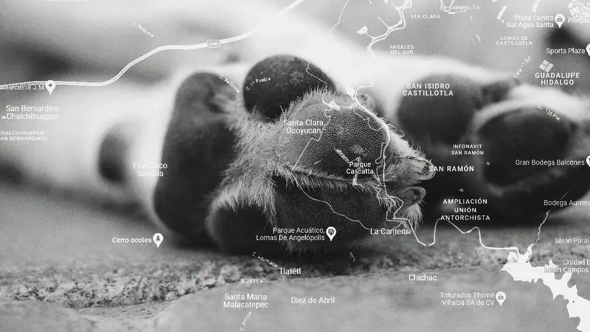 Dejan morir a un perro en la azotea de una casa en Lomas de Angelópolis