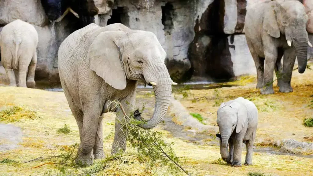 Toneladas de amor maternal, nace un bebé elefante en Africam Safari