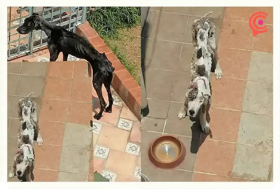 Abandonan a perros en estado de desnutrición en una casa en Puebla