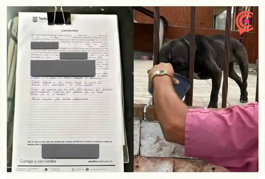 Abandonan a perros en estado de desnutrición en una casa en Puebla