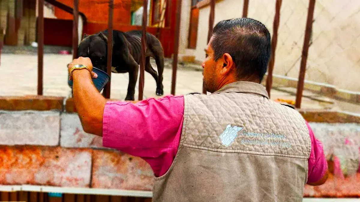 Abandonan a perros en estado de desnutrición en una casa en Puebla