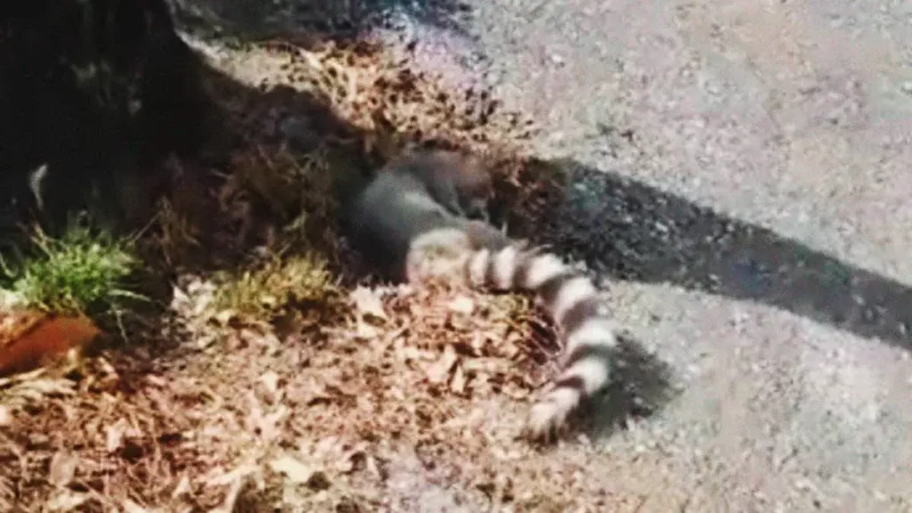 Encuentran un cacomixtle muerto en el Desfile del 5 de Mayo