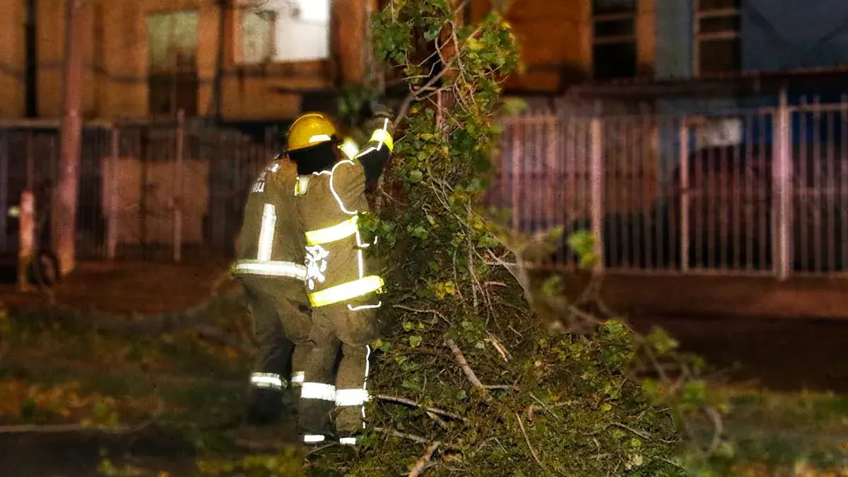 Vientos derriban ramas de palmera en Avenida Juárez de Puebla