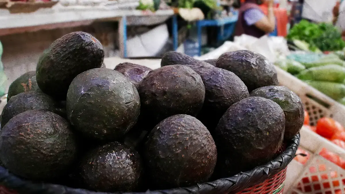 Advierten aumento en el precio del aguacate en Puebla tras granizadas 