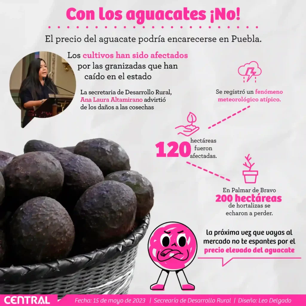 Advierten aumento en el precio del aguacate en Puebla tras granizadas 