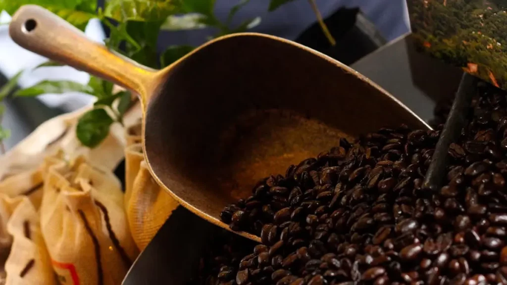 Café: origen, historia y datos curiosos que no conocías de esta deliciosa bebida