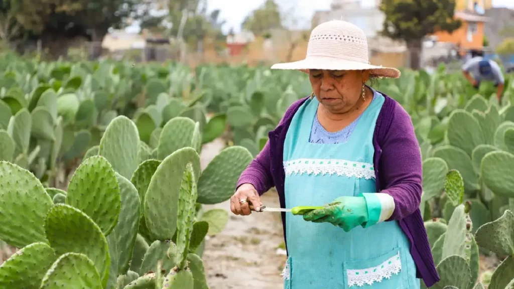 Anuncia el Ayuntamiento de San Andrés Cholula, la edición 27 de la Feria del Nopal en San Bernardino Tlaxcalancingo