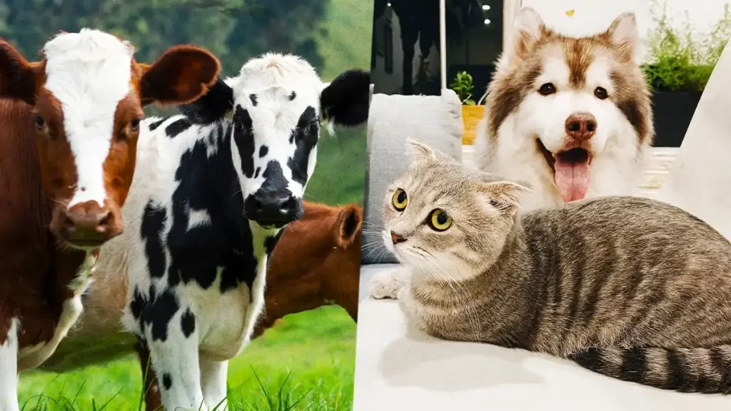Gobierno de Atlixco emite recomendaciones para el cuidado de animales de campo y domésticos.