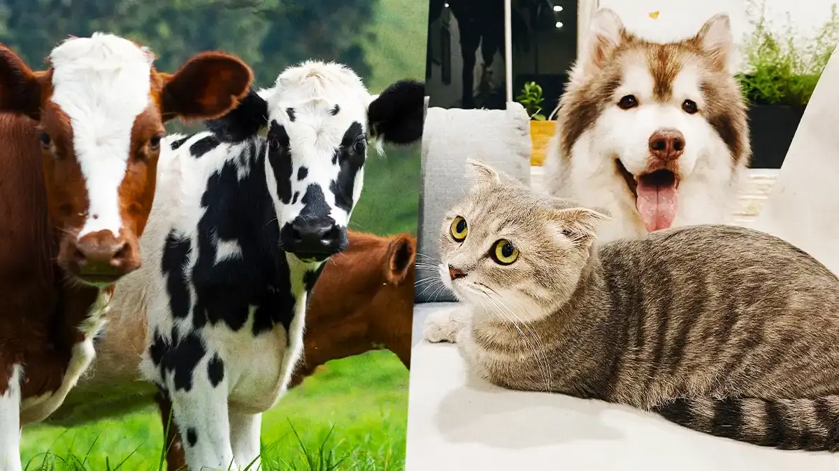 Gobierno de Atlixco emite recomendaciones para el cuidado de animales de campo y domésticos.