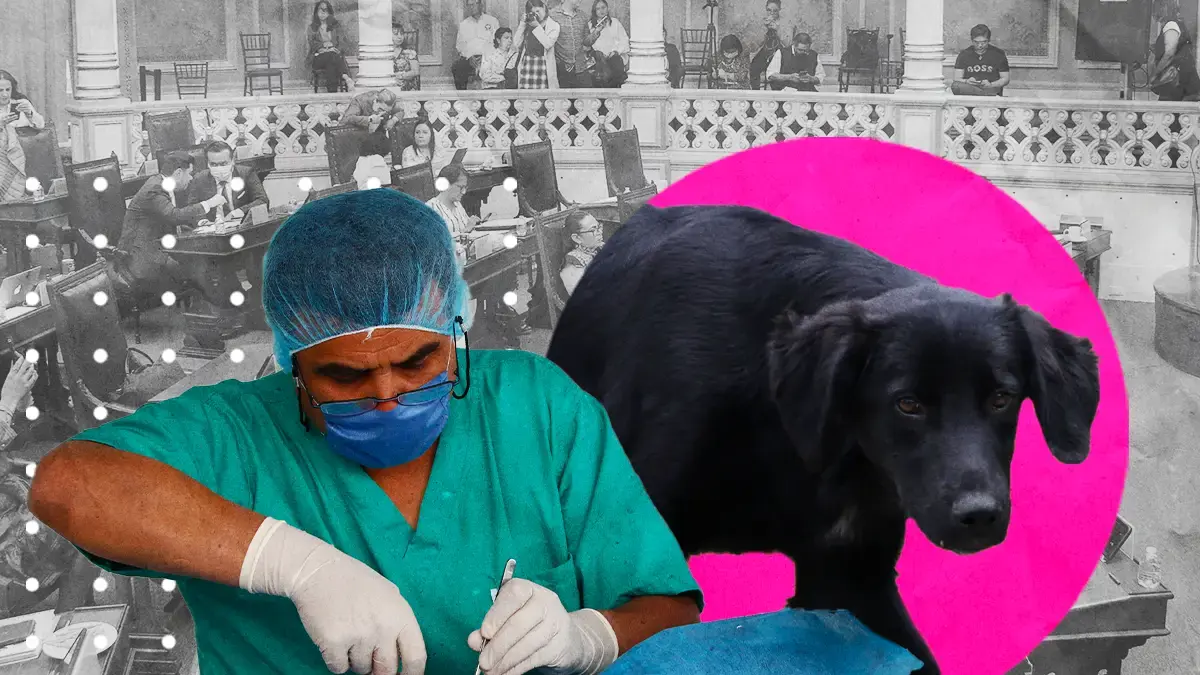 Animalistas exigen al Congreso de Puebla reforma para esterilización obligatoria de mascotas