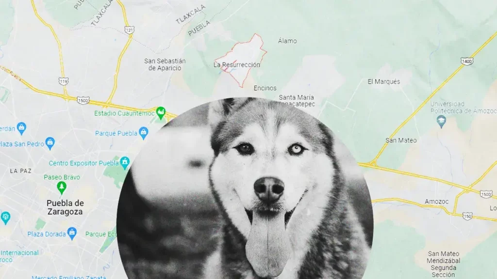 Perro resbala de una azotea y muere ahorcado con su correa en Puebla.