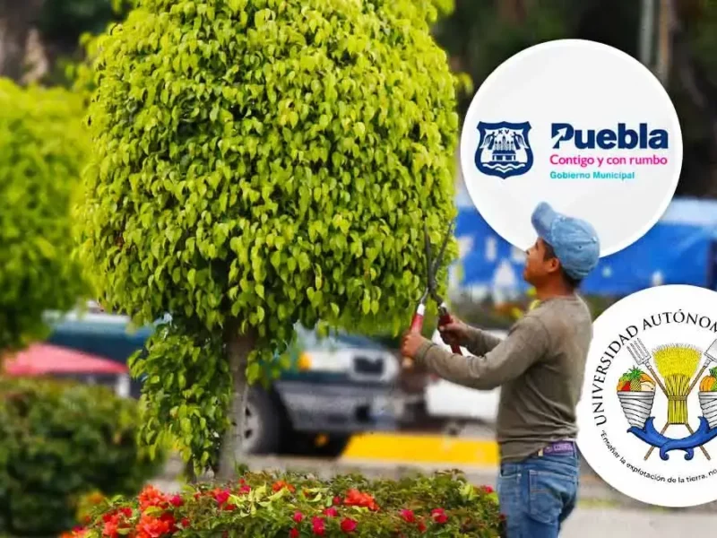 Ayuntamiento de Puebla y Universidad de Chapingo revisarán árboles de la ciudad