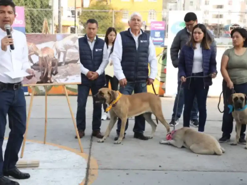 Ayuntamiento de Puebla rescató 11 ‘lomitos’ y los rehabilitó para su adopción