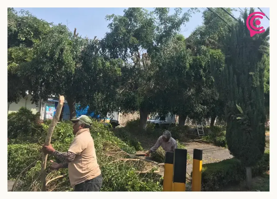 Vecinos de El Mirador detienen poda salvaje de árboles; no tenían permisos