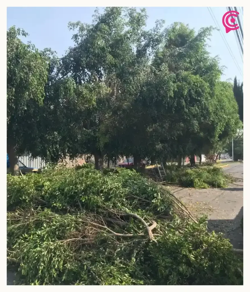 Vecinos de El Mirador detienen poda salvaje de árboles; no tenían permisos
