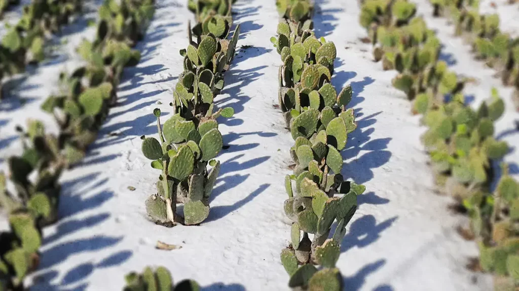 Granizadas han afectado 2 mil 600 hectáreas de cultivos en Puebla