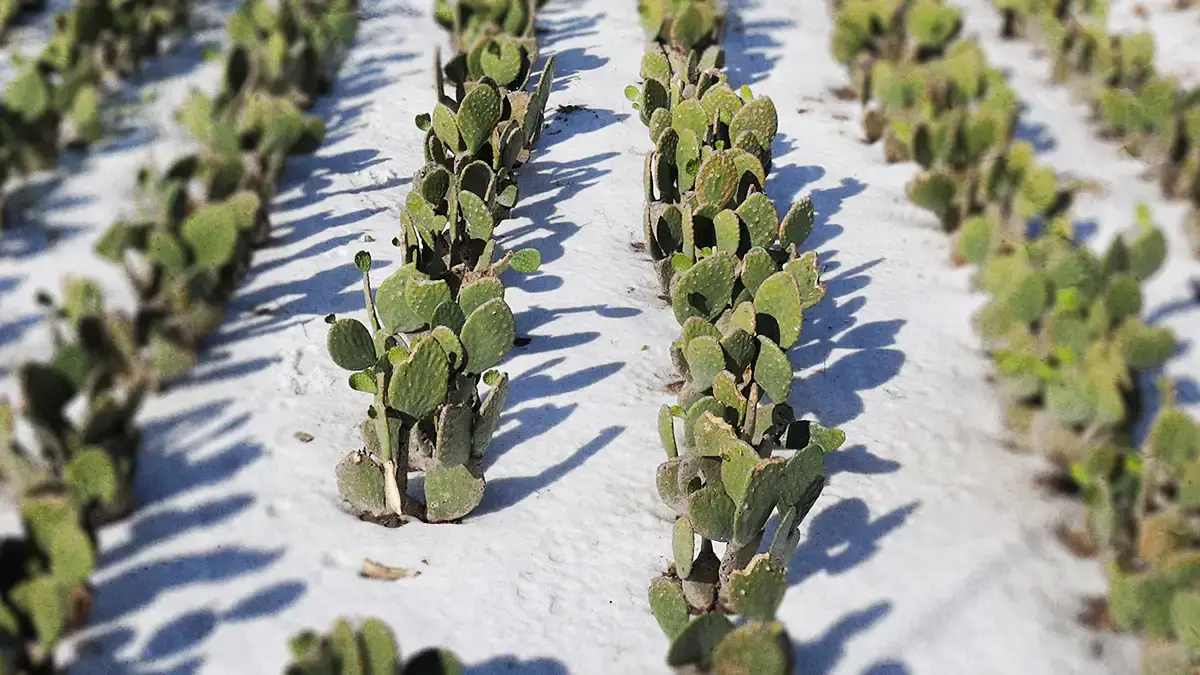 Granizadas han afectado 2 mil 600 hectáreas de cultivos en Puebla