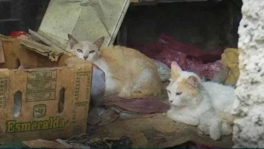 Vecino abandonó a 50 gatos y un pato en El Tamborcito, Puebla 