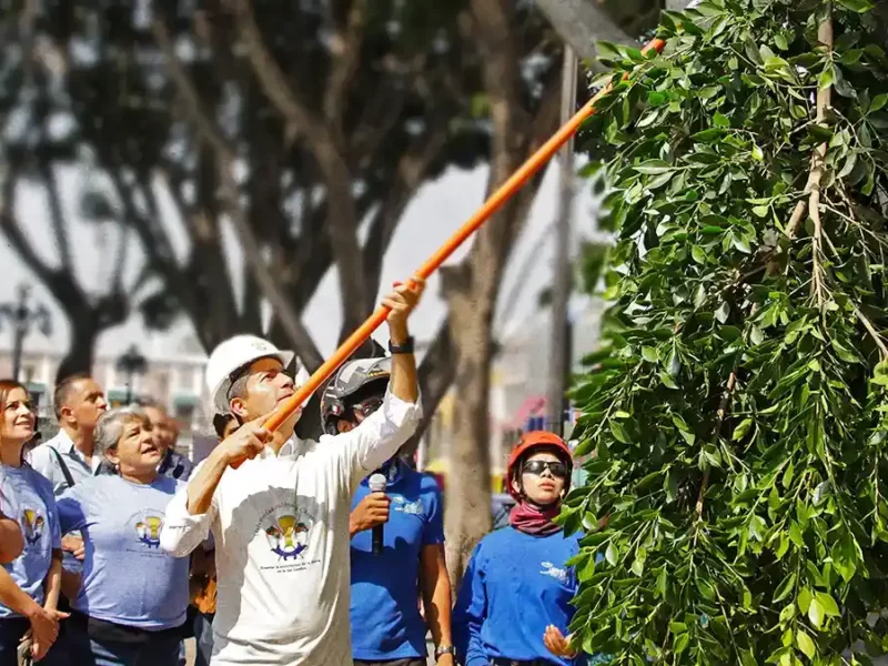 Árboles retirados del Zócalo de Puebla serán replantados en el Panteón Municipal 