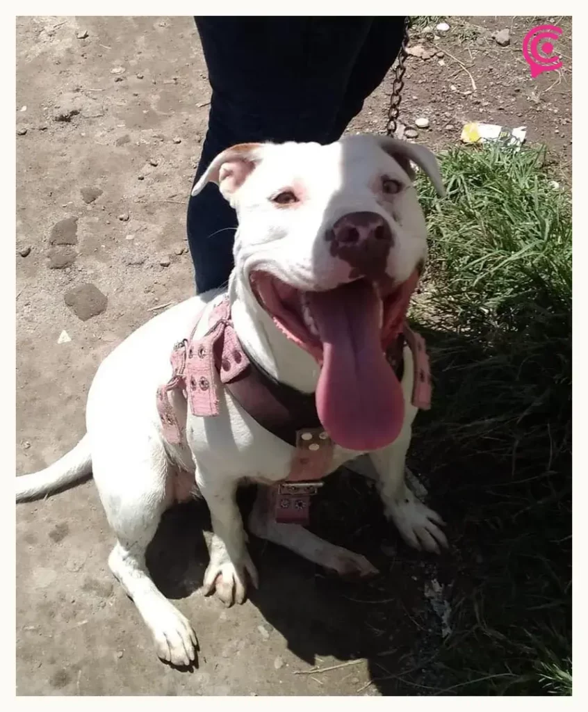 Por muerte de mascotas denuncian a la veterinaria González en Puebla 