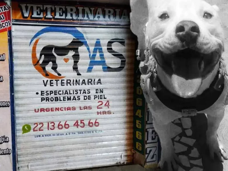 Por muerte de mascotas denuncian a la veterinaria González en Puebla 