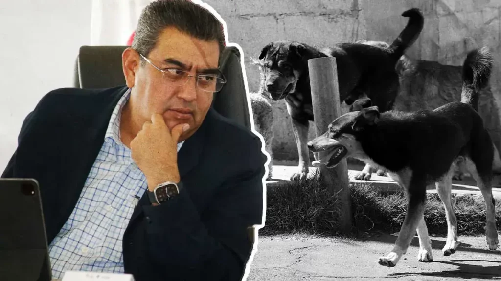 Sergio Salomón Céspedes ordena investigación por envenenamiento de perros en Tehuacán