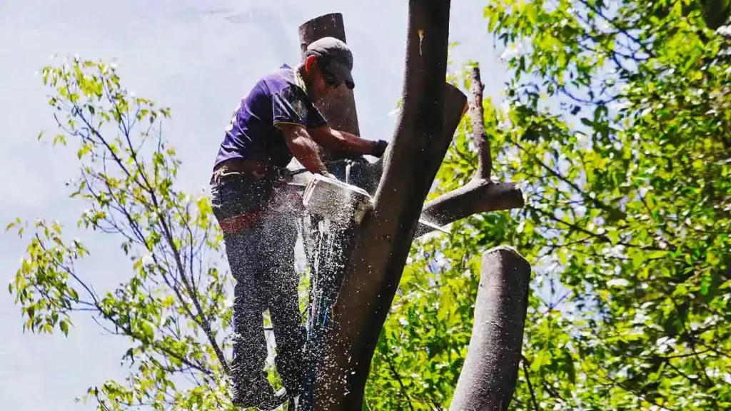 Estas son las talas de árboles en Puebla capital en los últimos años