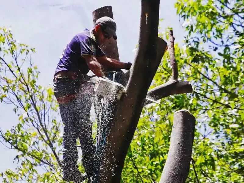 Estas son las talas de árboles en Puebla capital en los últimos años