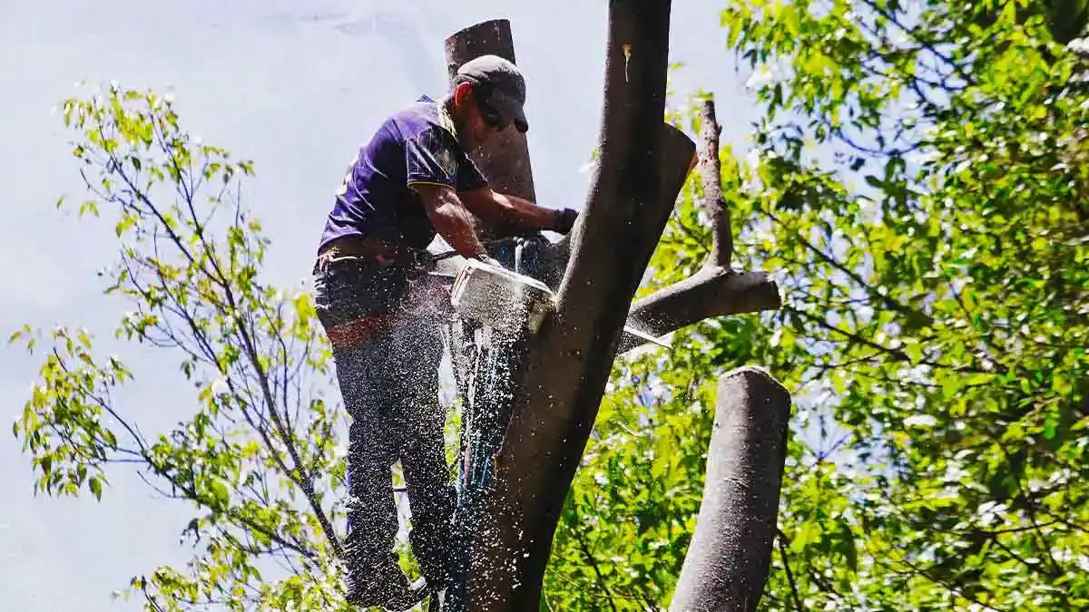 Estas son las talas de árboles en Puebla capital en los últimos años