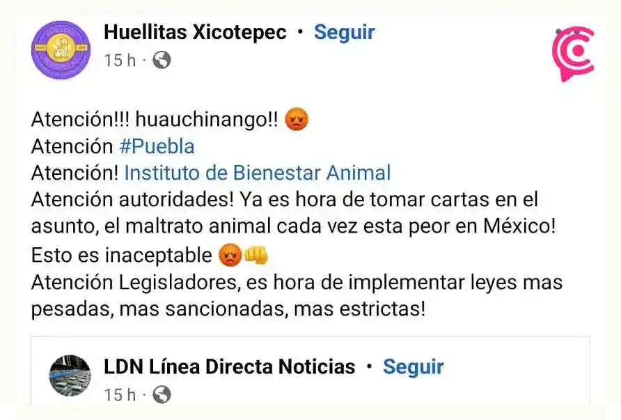 Activistas de Puebla exigen justicia por “Huellitas”, el cachorro asesinado en Huauchinango