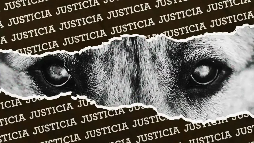 Activistas de Puebla exigen justicia por “Huellitas”, el cachorro asesinado en Huauchinango
