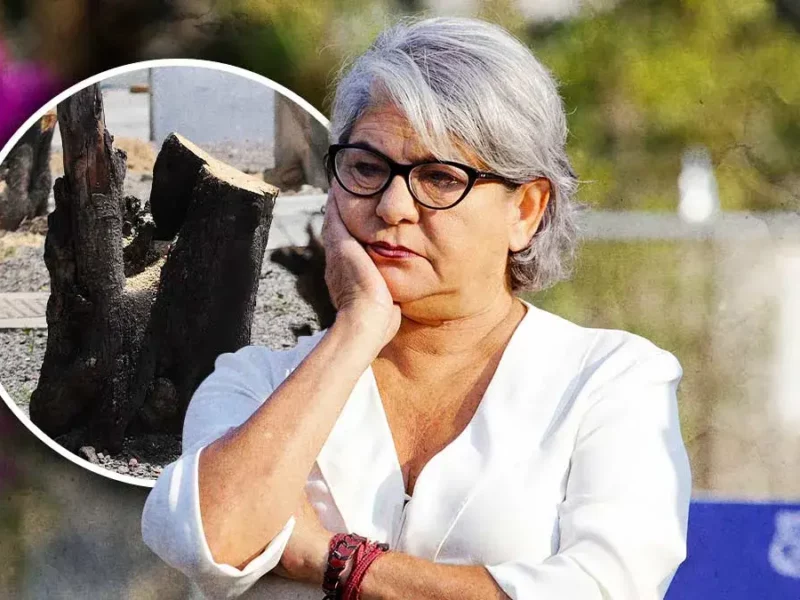 Titular de Medio Ambiente municipal, dispuesta a renunciar por tala de árboles en Puebla