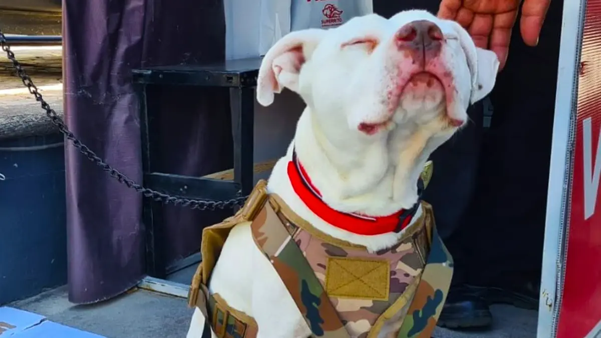 “Toyo”, el perro que fue adoptado por una agencia de autos en Puebla.